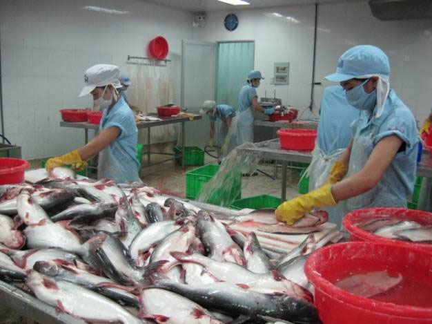 Xuất khẩu cá tra sang thị trường Trung Quốc - Hong Kong, Mỹ 