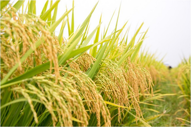 Vinaseed khởi công Trung tâm công nghiệp chế biến hạt giống và nông sản lớn nhất cả nước