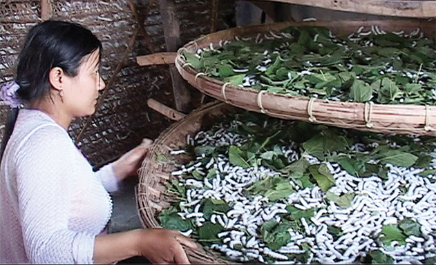 Độc đáo mô hình nuôi tằm ở HTX Hòa Phong