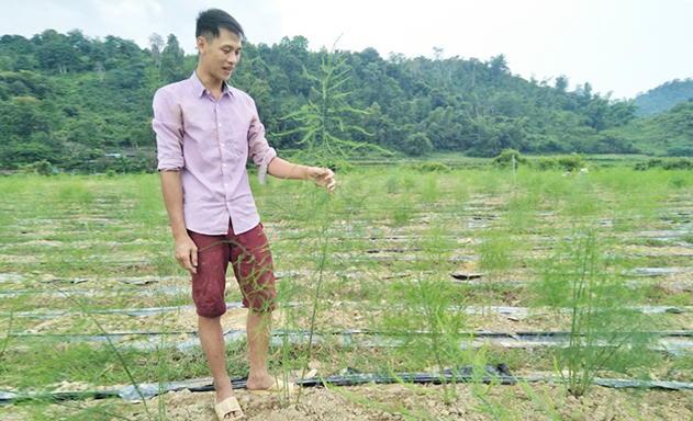 HTX chuyển hướng khởi nghiệp với măng tây xanh