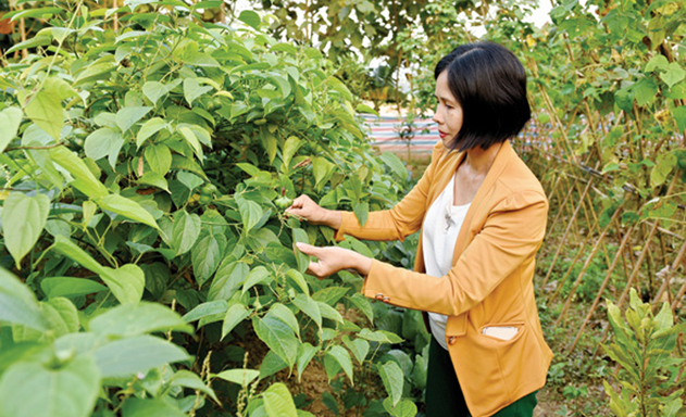 Nữ giám đốc khởi nghiệp với cây ngoại quốc