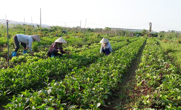 HTX tạo sức hút từ những sản phẩm sạch