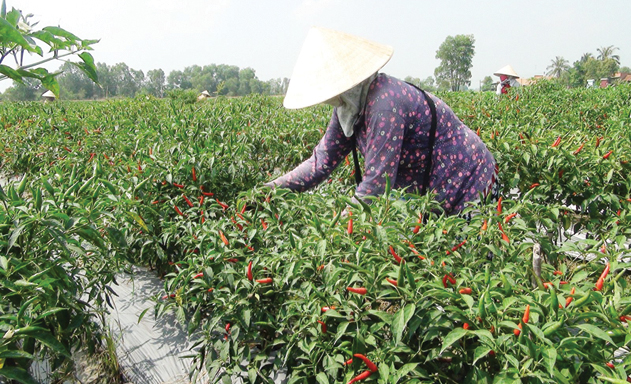 HTX Đông Phương: Hướng đi mới của HTX toàn xã