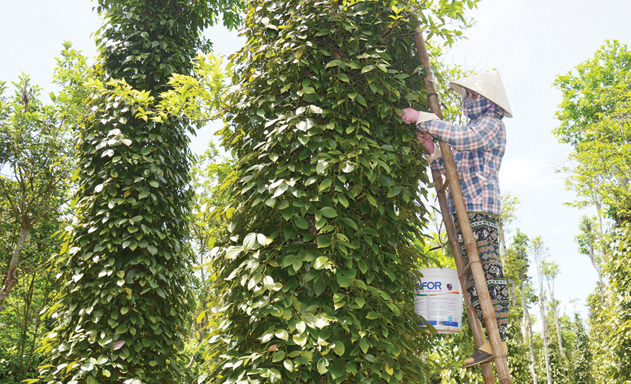 HTX Hồ tiêu Vĩnh Linh gắn sản xuất với chuỗi giá trị