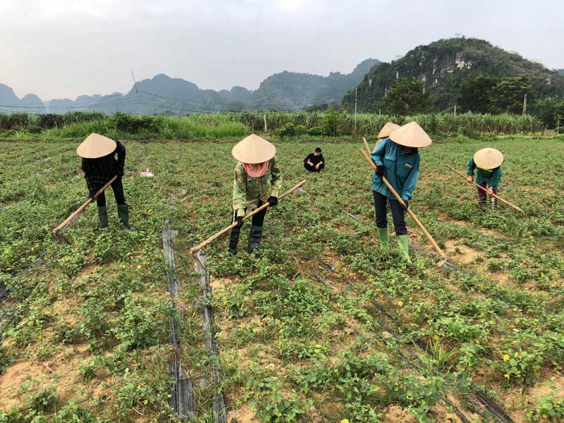 Cà gai leo phát huy thế mạnh hợp tác xã Bảo Hiệu