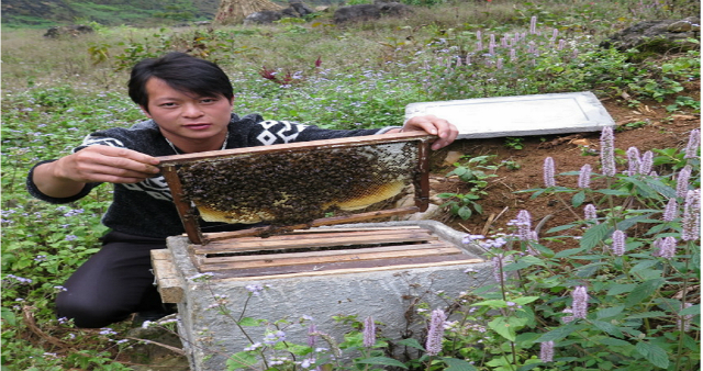 Sản xuất mô hình nuôi ong an toàn, nâng tầm thương hiệu HTX Tuấn Dũng