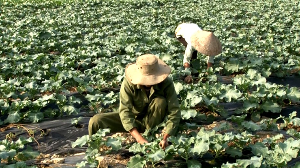 Hợp tác xã Nam Xuân Xanh kiếm tiền tỷ trên vùng đất khó