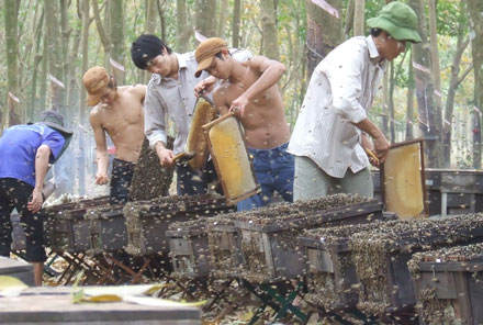 Hợp tác xã Phúc Tùng làm giàu nhờ nuôi ong lấy mật