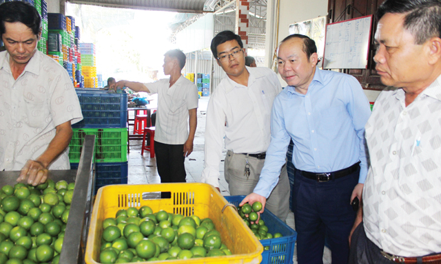 Hợp tác xã đi lên từ chanh không hạt