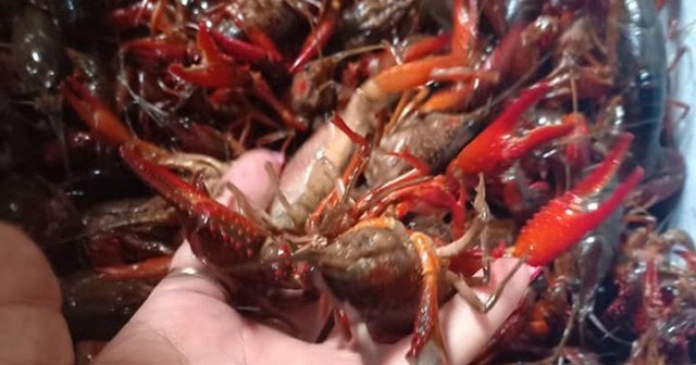 Xử lý, ngăn chặn ngay kinh doanh tôm càng đỏ