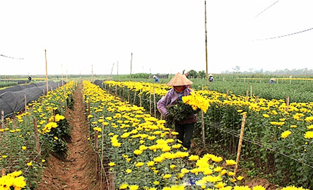Trồng hoa chất lượng cao, làm sao lo ô nhiễm!
