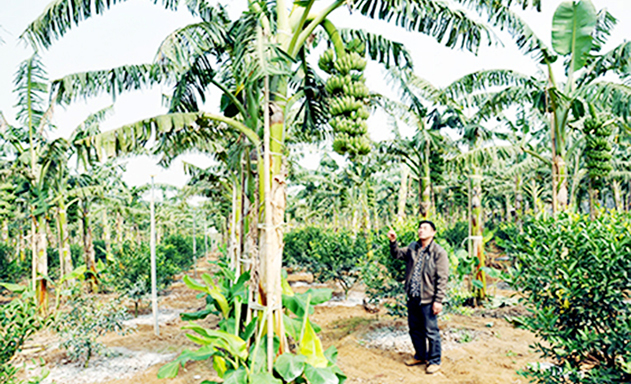 HTX Dân Chủ đổi mới tư duy, tạo bước ngoặt sản xuất