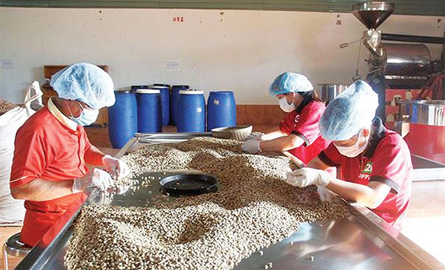 Chơi vơi như xuất khẩu cà phê