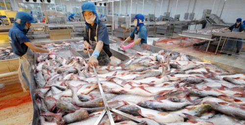 Thị trường Nga thất thường khiến xuất khẩu cá tra, basa khó tận dụng FTA