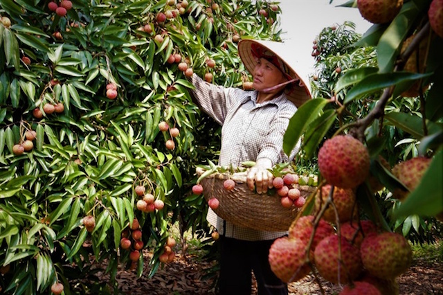 Vải Trung Quốc mất mùa, cơ hội cho Việt Nam?