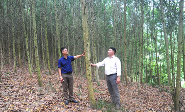 Lợi ích kinh tế, môi trường từ rừng FSC
