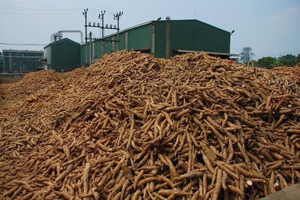 Dự báo xuất khẩu sắn tiếp tục ảm đạm