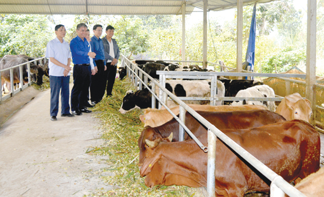 HTX Tiến Thành liên kết các HTX cùng phát triển công nghệ cao