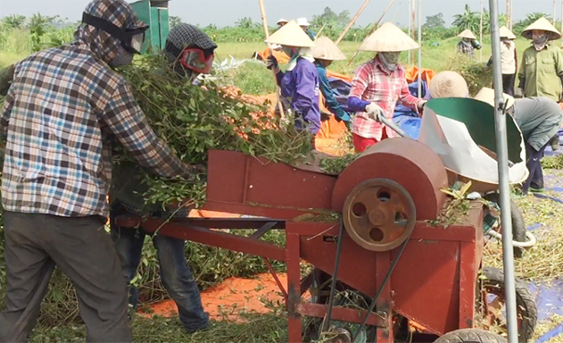 HTX Mỹ Thành: Xây dựng thành công chuỗi dược liệu