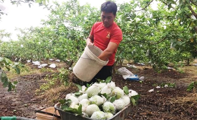Sản xuất hữu cơ: Thế mạnh để cải thiện môi trường