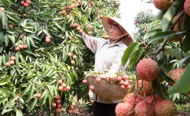 Thu hút đầu tư, tăng giá trị trái cây Việt