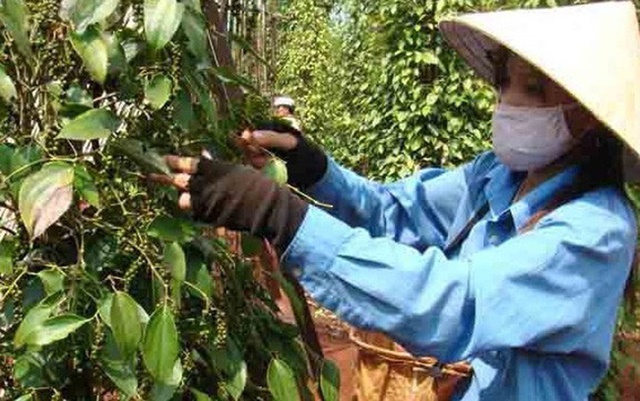 Xuất khẩu hồ tiêu tăng lượng nhưng giảm giá trị