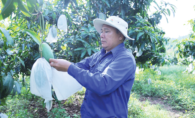 Xoài Yên Châu liên kết để vươn xa