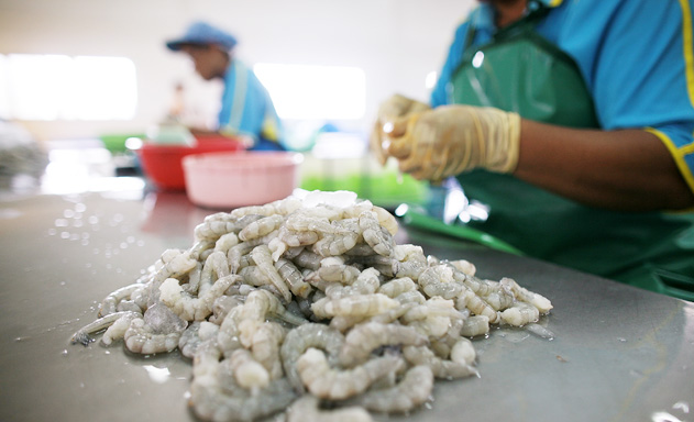 Xuất khẩu tôm lại lo xuất xứ