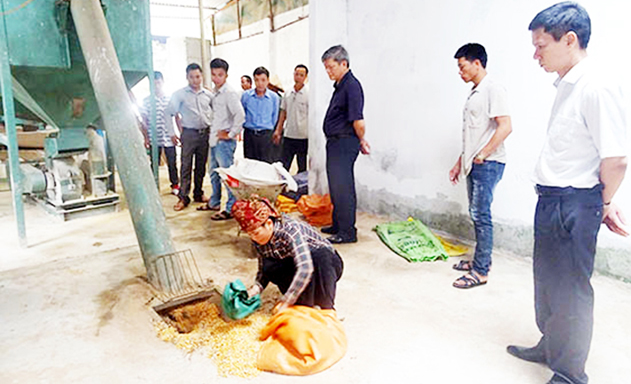 HTX Chiềng Bằng sản xuất an toàn, phát huy thế mạnh