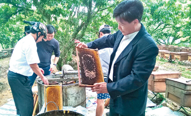 Nuôi ong, trồng vải: Hướng đi bảo vệ môi trường