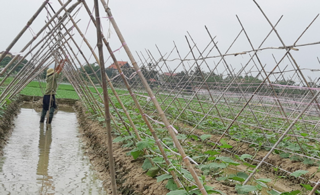 HTX Tiên Thanh: “Bà đỡ” của nông dân