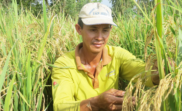 Khó làm gạo sạch vì thiếu liên kết