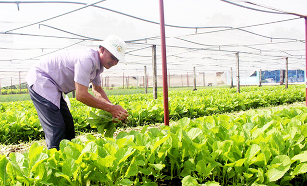 Gia Lai và Đà Nẵng đẩy mạnh hợp tác sản xuấttiêu thụ rau quả an toàn