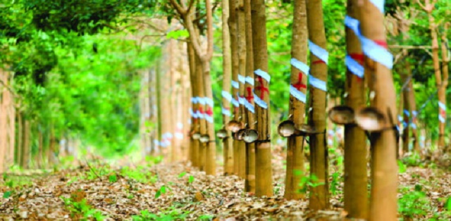 HAGL Agrico bán Cao su Đông Dương cho THADI