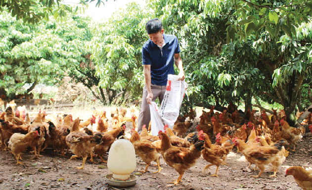 HTX Nông nghiệp xanh Yên Thế: Đẩy mạnh mô hình chuỗi liên kết sản xuất gà đồi Yên Thế