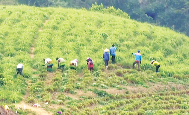 HTX Mường La phát triển nhờ sả Java