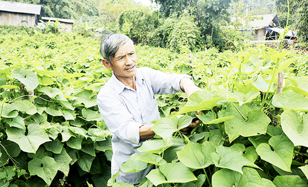 HTX Phja Khao đổi mới sản xuất, nâng cao hiệu quả