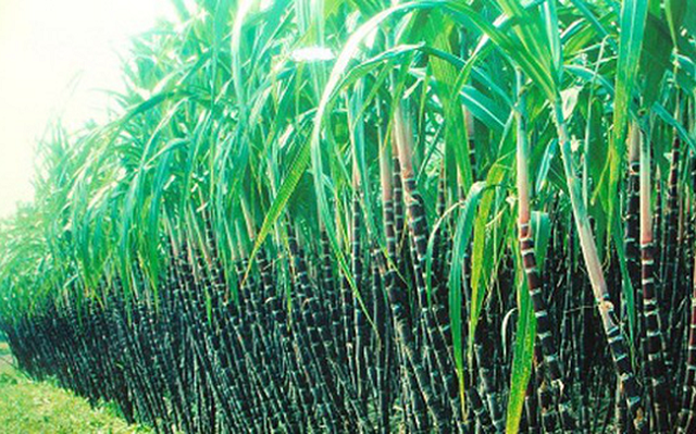 TTC Sugar dự thu 232 tỷ đồng sau khi thoái vốn Tanisugar