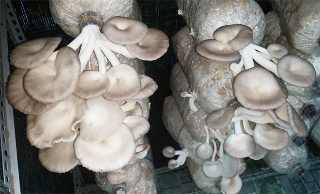 htx-trong-nam-2634-1561981070.jpg
