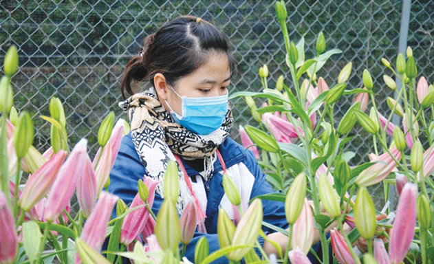 HTX Nam Phong làm giàu từ trồng hoa Ly