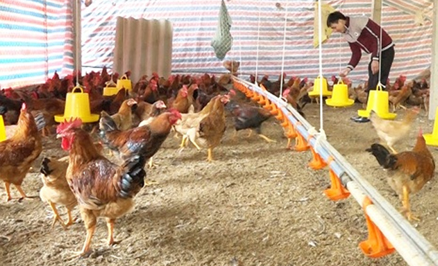Nuôi gà sinh học: Cởi nút thắt, mở tiềm năng