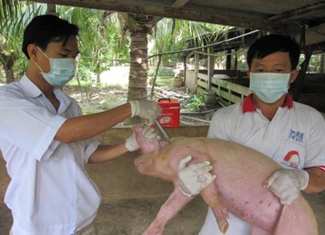 Việt Nam sắp có vắc xin phòng bệnh dịch tả lợn châu Phi