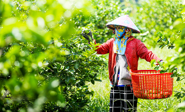 HTX Thạnh Hòa: Mở hướng đi bền vững từ chanh không hạt