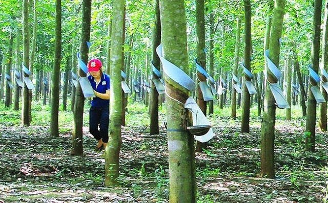 cao-su-quang-nam-6068-1562310303.jpg