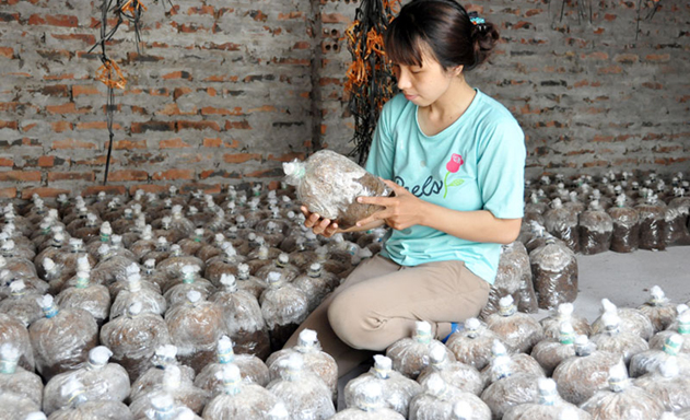 Cử nhân nông nghiệp về quê khởi nghiệp trồng nấm