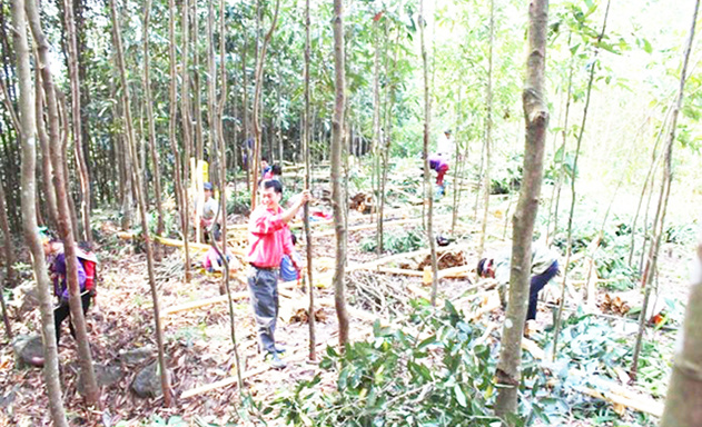 nhà cái 789bet-Que-Lam-Quang-Ninh-San-xua-5256-2417