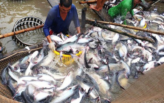 Giá cá tra thương phẩm và cá giống giảm thấp nhất 10 năm qua