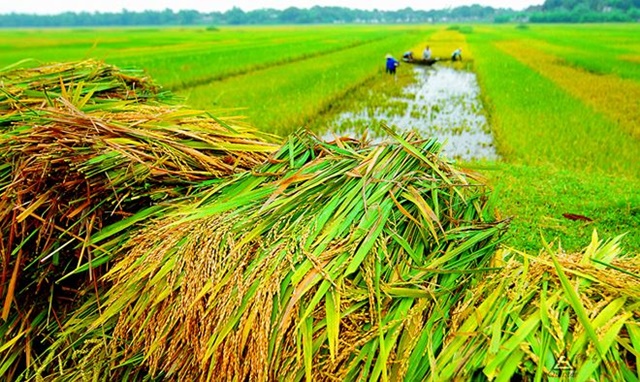 Tiếp tục hỗ trợ 90% phí bảo hiểm nông nghiệp cho hộ nghèo và cận nghèo