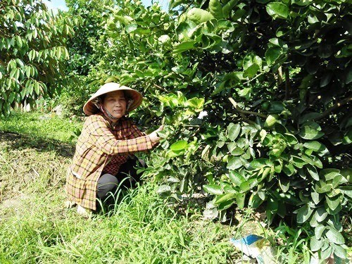 Khởi nghiệp và thoát nghèo với chanh không hạt