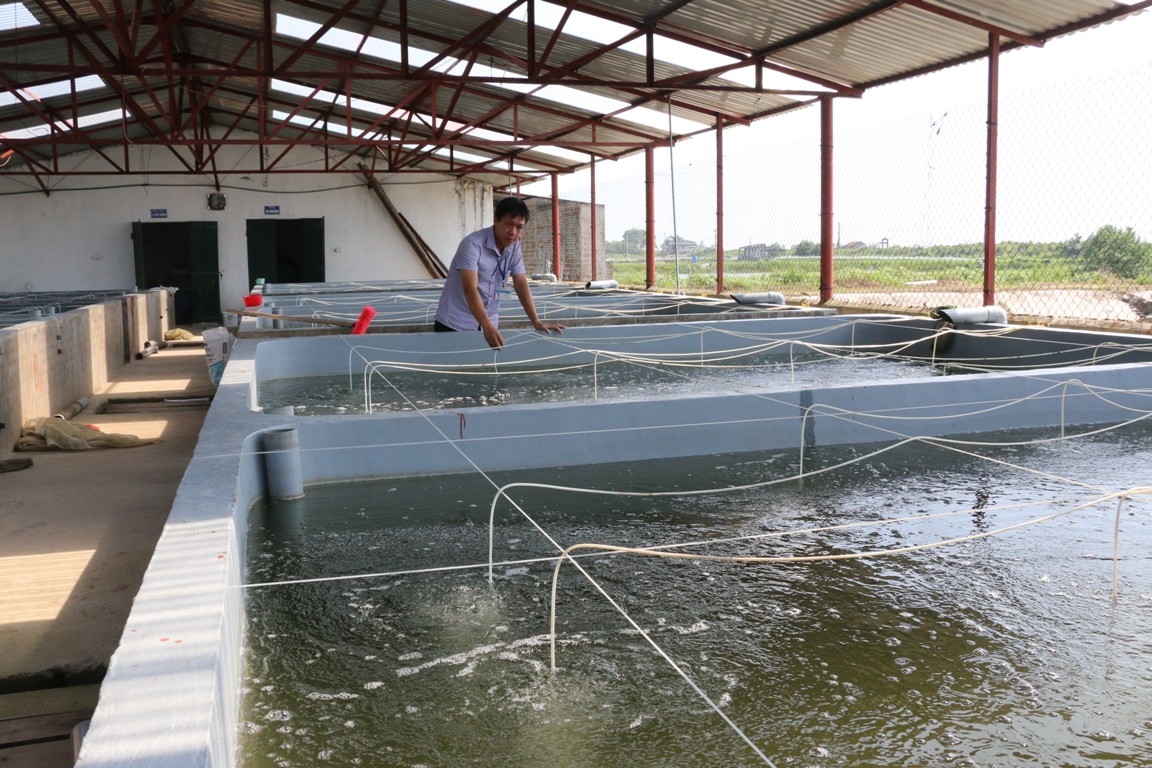 HTX Bắc Việt bứt phá nhờ sản xuất giống thủy sản an toàn